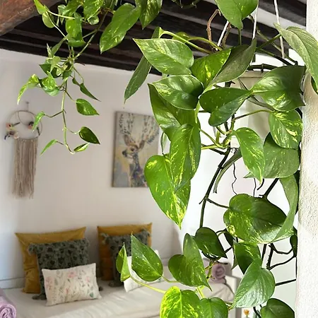 Ferienhaus Con Piscina Climatizada Icod De Los Vinos